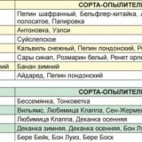 Na kojoj udaljenosti treba saditi kruške radi oprašivanja?